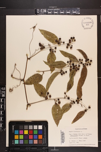 Smilax laurifolia image