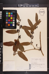 Smilax laurifolia image