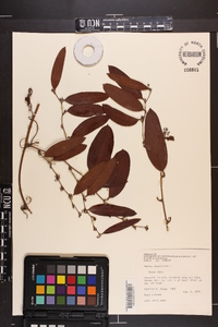 Smilax laurifolia image