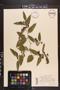 Smilax laurifolia image