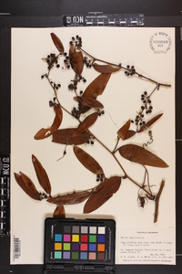 Smilax laurifolia image