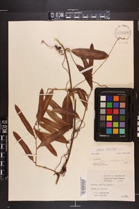 Smilax laurifolia image