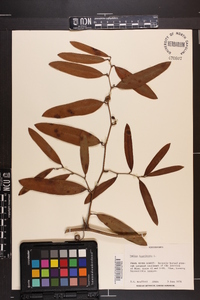 Smilax laurifolia image