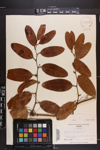 Smilax laurifolia image