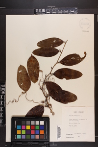 Smilax laurifolia image