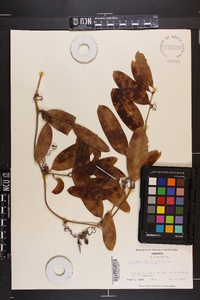 Smilax laurifolia image