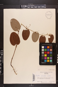 Smilax pumila image