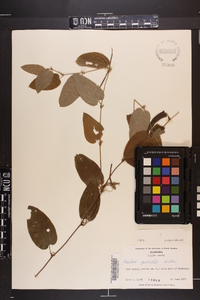 Smilax pumila image