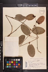 Smilax pumila image