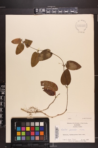 Smilax pumila image