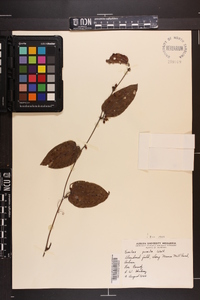 Smilax pumila image