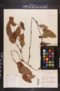 Smilax pumila image