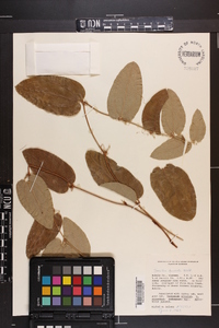 Smilax pumila image