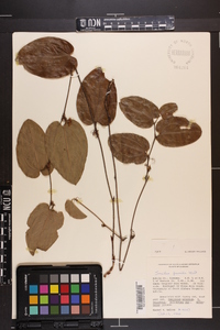 Smilax pumila image