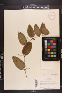 Smilax pumila image