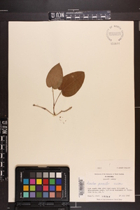 Smilax pumila image