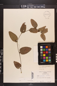 Smilax pumila image