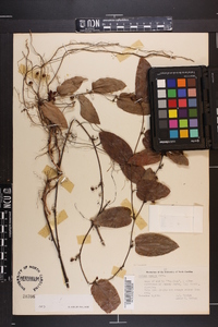 Smilax pumila image