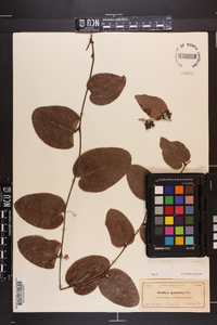 Smilax pumila image