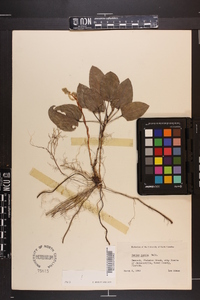 Smilax pumila image