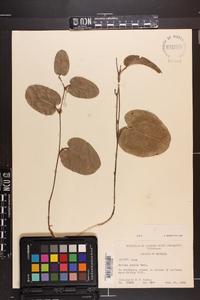 Smilax pumila image