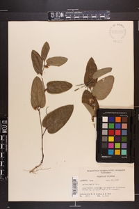 Smilax pumila image