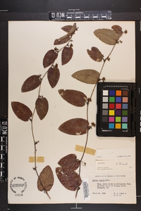 Smilax pumila image