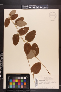 Smilax pumila image