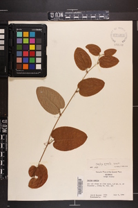 Smilax pumila image