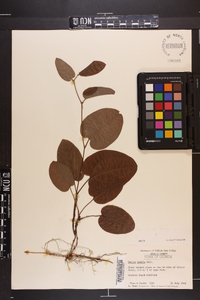 Smilax pumila image