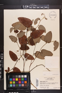 Smilax pumila image