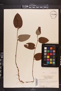 Smilax pumila image