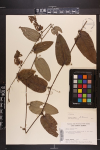 Smilax pumila image