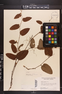 Smilax pumila image