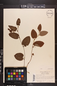 Smilax pumila image