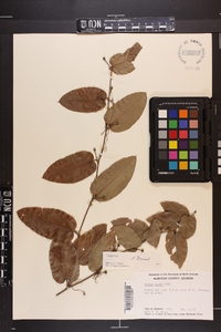 Smilax pumila image