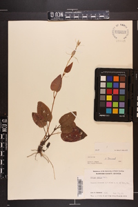 Smilax pumila image