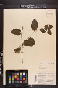 Smilax pumila image