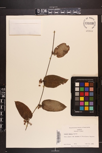 Smilax pumila image