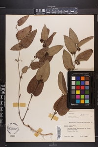 Smilax pumila image