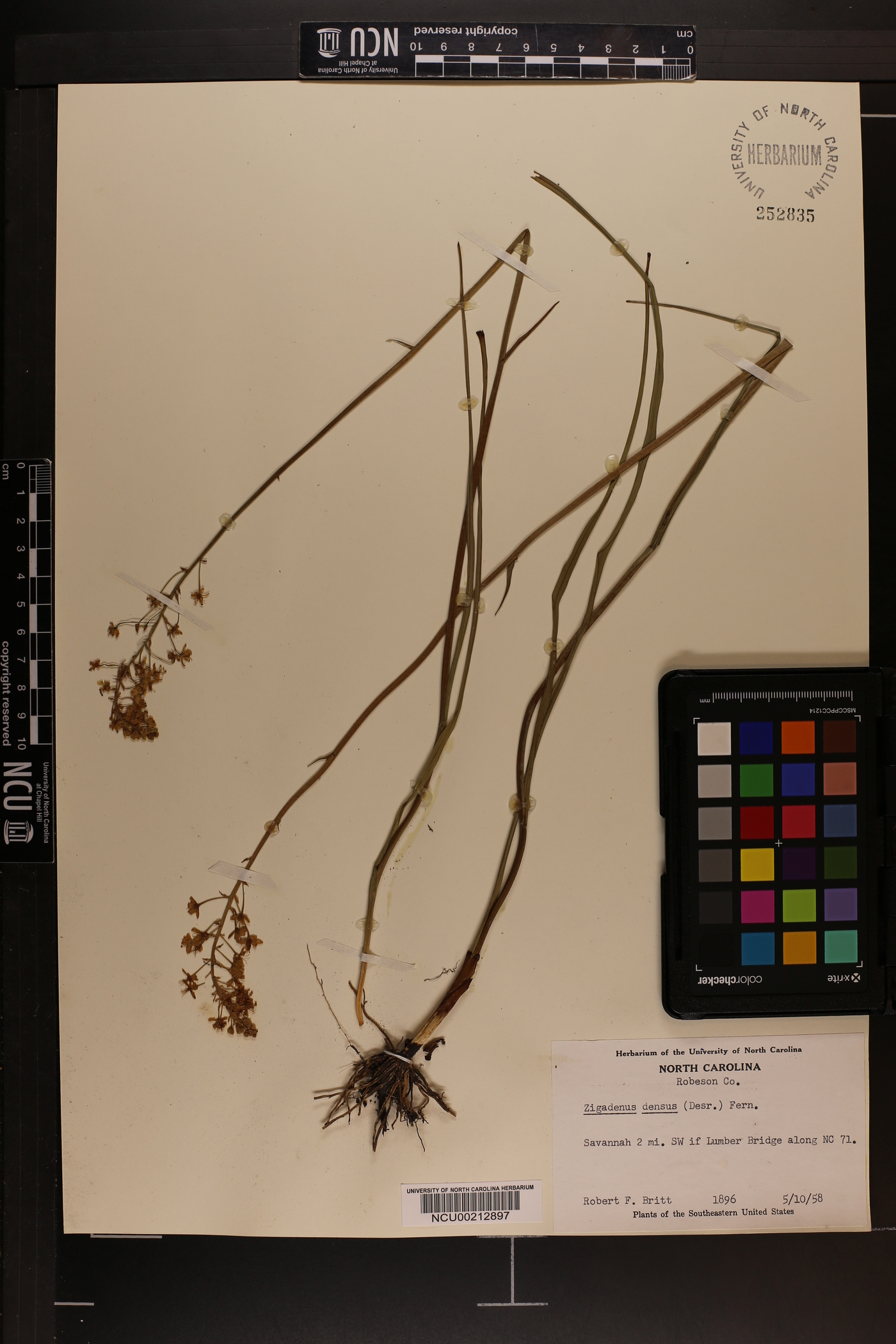Zigadenus densus image