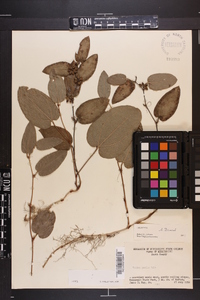 Smilax pumila image