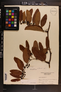 Smilax laurifolia image