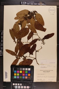 Smilax laurifolia image