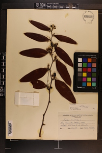 Smilax laurifolia image