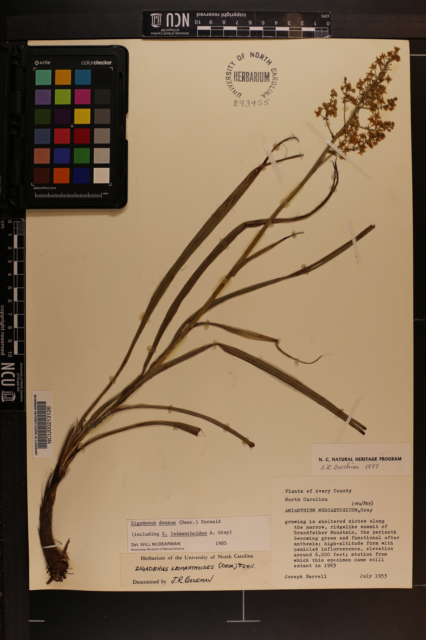 Stenanthium densum image