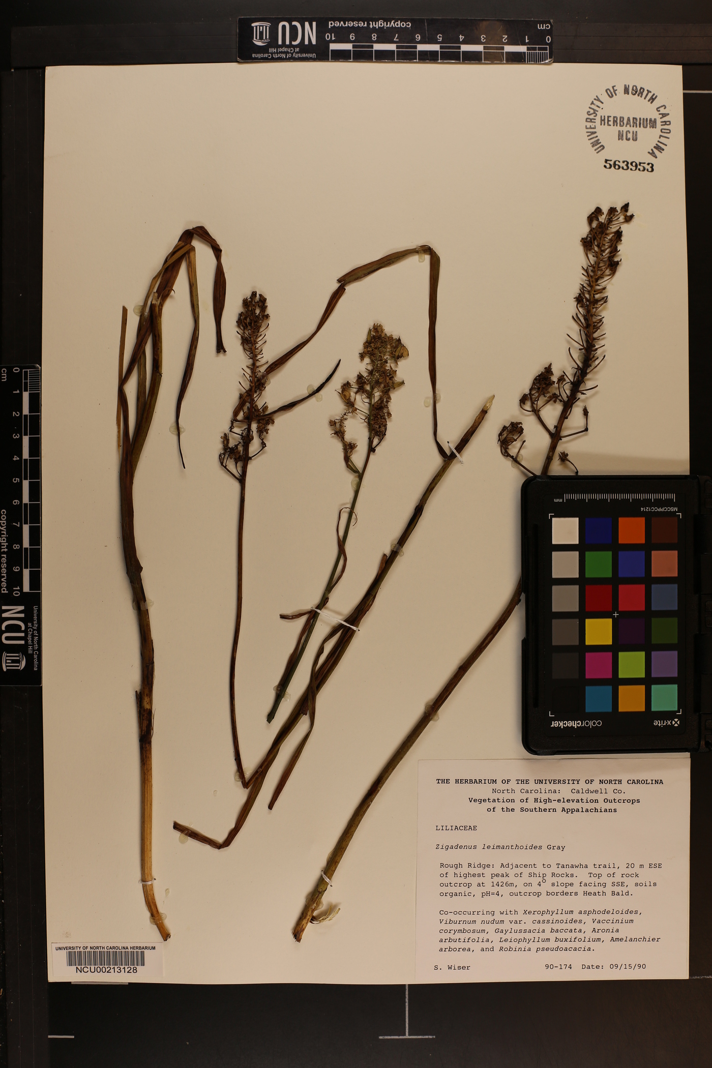 Stenanthium densum image