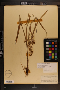 Stenanthium densum image