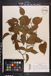 Smilax rotundifolia var. quadrangularis image