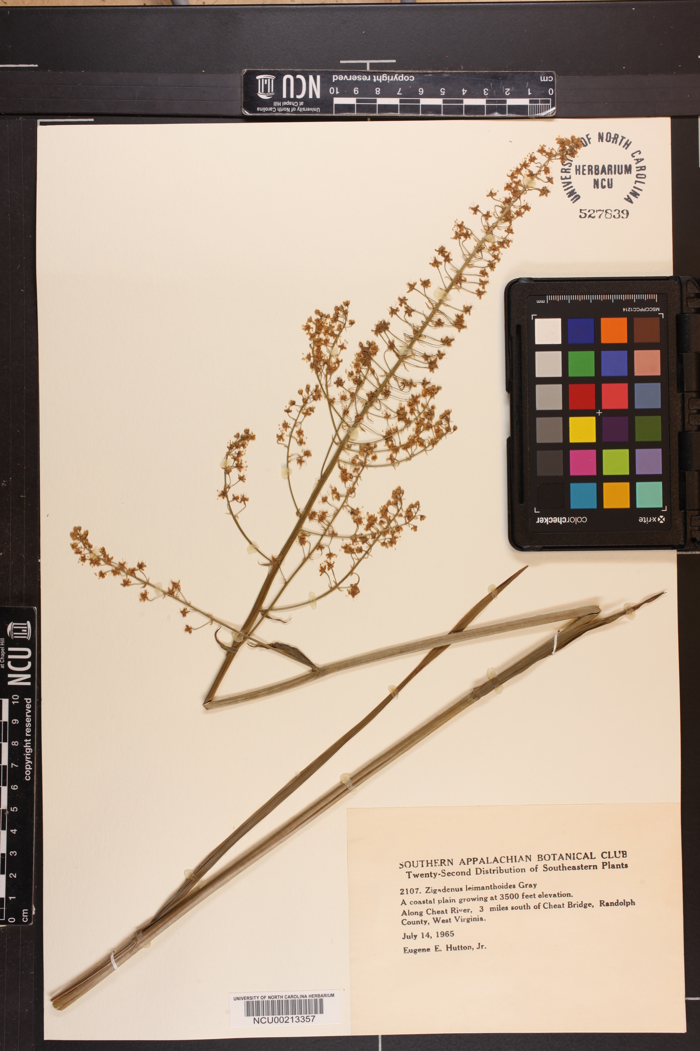 Zigadenus leimanthoides image